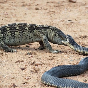 3.1M views · 10K reactions | Giant Monster Lizard to find the python nest to attack | Snake Island | Facebook
