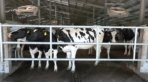 Breeding cows in free animal husbandry. Livestock cow farm. Herd of black white cows are looking at the camera with interest. Dairy business and animal labeling concept.