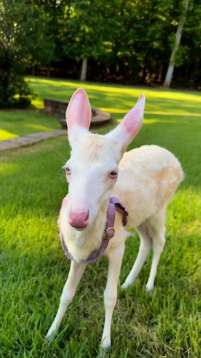 777K views · 45K reactions | Just a little visit from honey Bo Bo | Lizard Lick Towing And Recovery | Facebook