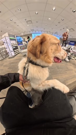 Understanding Wolfdog Breeds and Care