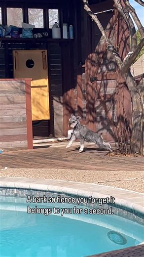 🌼Junebug🌼 on Instagram: "When she looked around, like “Who did that??” She felt under attack for a minute there. 😂 The bunny under the deck hopefully got a nice laugh. ⁣⁣⁣⁣⁣⁣⁣⁣⁣⁣⁣⁣⁣⁣⁣⁣⁣⁣⁣⁣⁣⁣⁣⁣⁣⁣⁣⁣⁣⁣⁣⁣⁣⁣⁣⁣⁣⁣⁣⁣⁣⁣⁣⁣⁣⁣⁣⁣⁣ #minischnauzer #miniatureschnauzer #schnauzerlife #schnauzer⁣⁣⁣⁣⁣⁣⁣⁣⁣⁣⁣⁣⁣⁣⁣⁣⁣⁣⁣⁣⁣⁣⁣⁣⁣⁣⁣⁣⁣⁣⁣⁣⁣⁣⁣⁣⁣⁣⁣⁣⁣⁣⁣⁣⁣⁣⁣⁣⁣⁣⁣⁣⁣⁣⁣⁣⁣⁣⁣⁣⁣⁣⁣⁣⁣⁣⁣⁣⁣⁣⁣⁣⁣⁣⁣⁣⁣⁣⁣⁣⁣ #dogsofinstagram⁣⁣⁣⁣⁣⁣⁣⁣⁣⁣⁣⁣⁣⁣⁣⁣⁣⁣⁣⁣⁣⁣⁣⁣⁣⁣⁣⁣⁣⁣⁣⁣⁣⁣⁣⁣⁣⁣⁣⁣⁣⁣⁣⁣⁣⁣⁣⁣⁣⁣⁣⁣⁣⁣⁣⁣⁣⁣⁣⁣⁣⁣⁣⁣⁣⁣⁣⁣⁣⁣⁣⁣⁣⁣⁣⁣⁣⁣⁣⁣⁣ #doglife #fierce #junebugschnauzer #dog