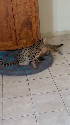 Everyone asks us if our cats get along. This is our two youngest, F1 Savannah Amora (7-31-23) and F3 Caracat Rowan (10-11-24). This is our normal kitty morning. | Tom Hooper