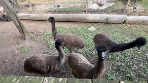 19K views · 401 reactions | Emus are back at the Zoo x4! It's been about 9 years since the Gladys Porter Zoo last had emus. These personality hires are already winning the hearts of visitors. ❤️Their habitat is located outside the Australia building. Stop by and say hi the next time you visit us! #GPZoo #emus #birds #zoo #emu | Gladys Porter Zoo | Facebook