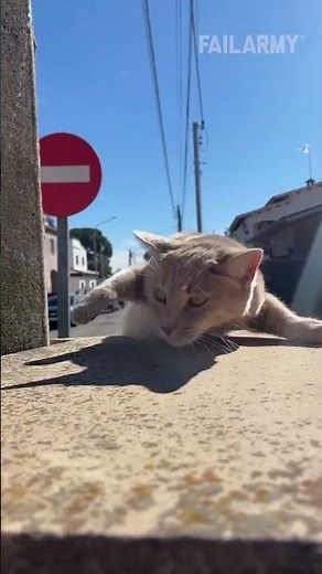 Unexpected Animal Fails 🤣🙊🐶🐱