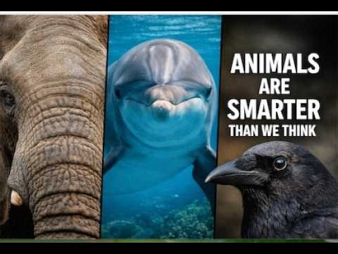 5 Animals With Incredible Intelligence