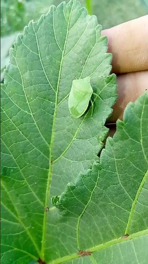 Meet the Nature's Shield: The Amazing Green Stink Bug! 🌿 | U.H Nature Lover #wildlife #nature