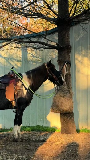 Discover the Beauty of Horses in Tennessee Stables
