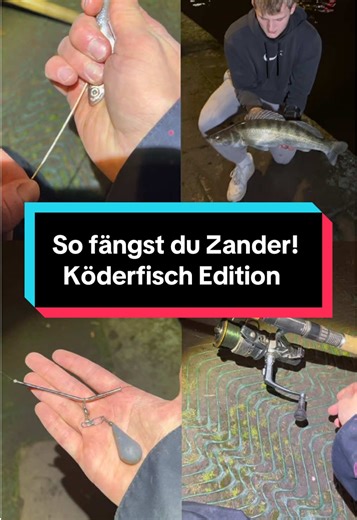 Zander Angeln mit Köderfisch: Tipps und Tricks