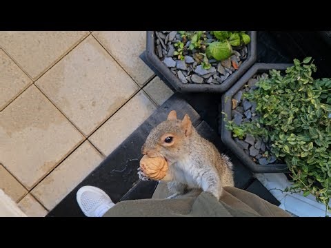 #squirrel video no.152 - Tiny Paws & Puddles: Squirrel's Rainy Day adventures!