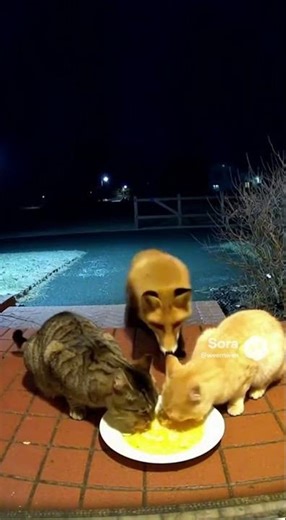 Fox and Cat Eat Egg Bits🦊🐱 #cat #fox #wildlife #shorts #animals #cute