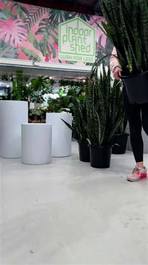 2.2K views · 2K reactions | Tall AF Snake Plants — only $149! Styled to perfection in our WILS Vertical Line Pots. Dressed to kill. Luxe lines. Designer vibes. Pure elevation. You know you want them. | Indoor Plant Shed | Facebook