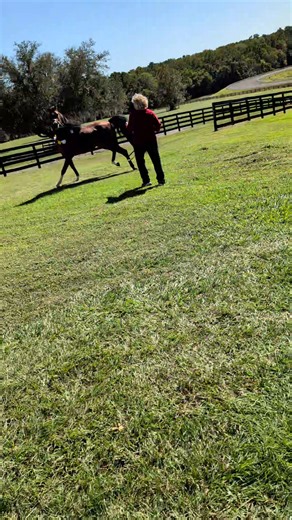 This is what a #2 in the USA Arabian Halter Champion looks like! Isn't he gorgeous? | Farm Tours of Ocala