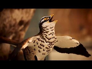 Reconstructing Archaeopteryx