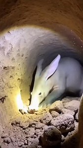 Aardvark Termite Feast | Hidden Wildlife