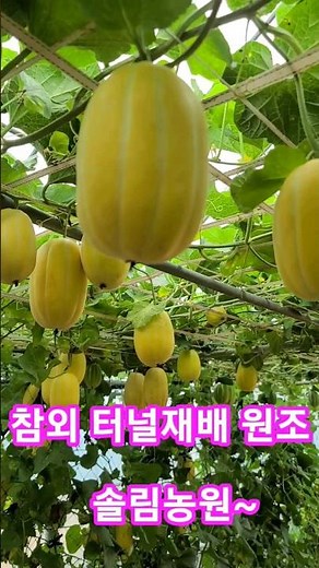 참외 터널재배 원조 솔림농원~