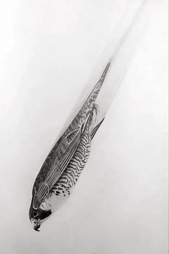 Drawing the Fastest animal on planet. Peregrine falcon. #drawing #peregrinefalcon #falcon #art