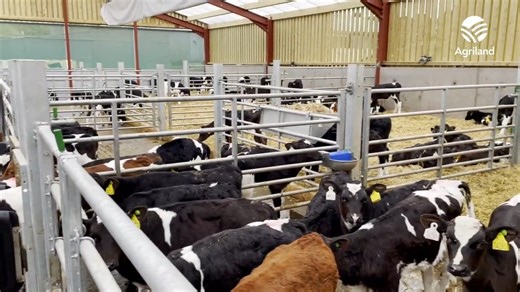 Agriland recently travelled to view a new-build calf shed on a farm located in Farnadolly, Co. Cavan, between Cavan town and the village of Crossdoney. The Smith family farm is run by Andrew Smith with the help of his father Philip and his brother Aodhagon, who also works off-farm. | Agriland.ie