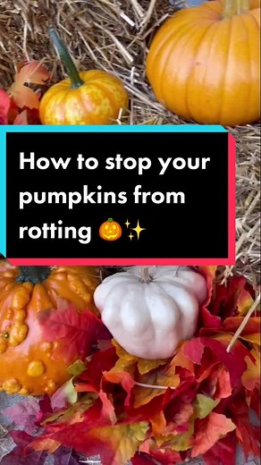 Prevent Pumpkin Rotting: Essential Fall Tip