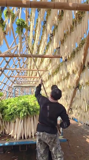Traditional Method Of Drying Daikon Radishes In The Sun Outdoors