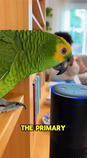 "Alexa Can’t Handle This Parrot’s Sweet Talk While Ordering Coffee!"🔥🦜#talkingparrot