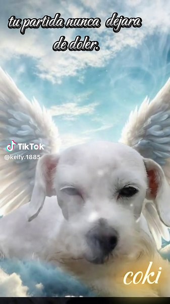 estes donde estés siempre vivirás en mi corazón #amorperruno #perritos #mascotas #amoreterno #amorincondicional @MCV8934