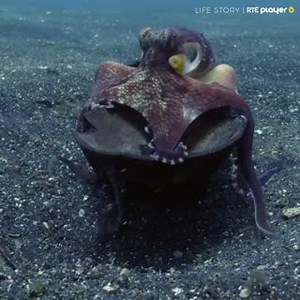 1.9K views | Do not disturb pls  We have plently of bingeworthy...