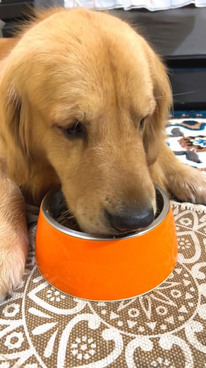 7K views · 39 reactions | Your daily homecooked food packed using space tech!  No preservatives ❄️ No refrigeration needed  No preparation required Try today with 15 days Money Back Guarantee! | Benny's Bowl | Facebook