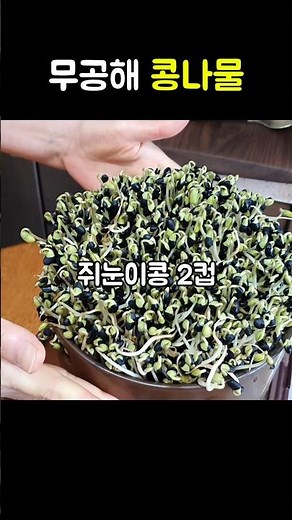 Don't go to the supermarket to buy bean sprouts! Learn how to grow organic bean sprouts! #Growing...