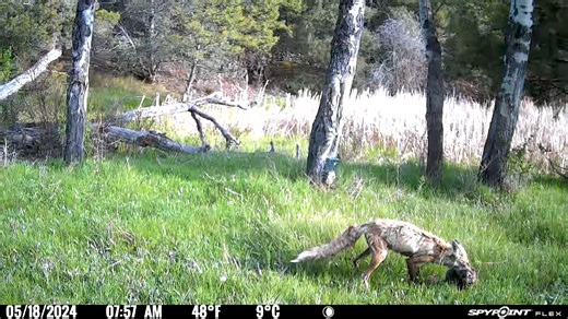 361K views · 479 reactions | Predator vs. Prey. | SPYPOINT Trail Cameras | Facebook