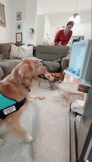 AMAZING: Golden Retriever Service Dog Detects Baby's Medical Emergency and Takes Action
