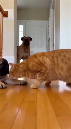 😱🐶 Protective Dog Catches Cat Bullying a Puppy