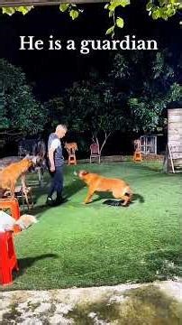 #dogs #dogtrainer #dogvideos #dogtrainingtips