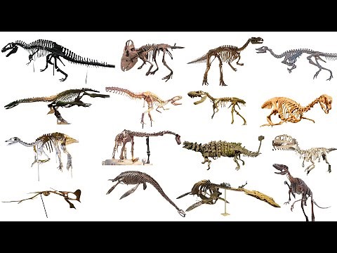 Dinosaurs for kids | Learn 40 Real 🦖Dinosaurs Skeleton Bone Names Part- 3 #kids #dinosaurs🦕#dinosaur