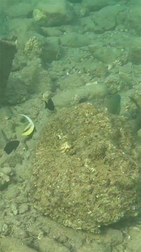 Juvenile Masked Bannerfish Goes from Cleaning One Rusty Parrotfish to Another 🐟🧼🌊