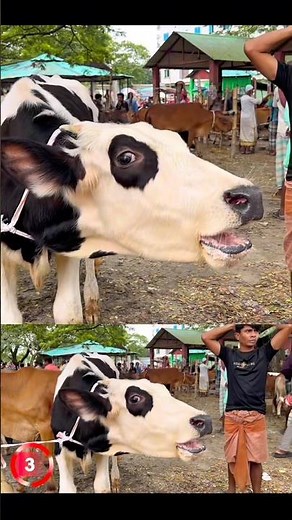 Cow mooing sound#animal sound#cattle Moo sound