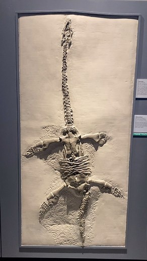 28 reactions | Meet Thalassiodracon! This plesiosaur specimen can only be found in the Lower Lias of England. Many archaeologists think plesiosaurs like Thalassiodracon evolved their long necks for stealth predation — allowing them to hide their large bodies from their prey. #archaeology #prehistoric #prehistoricplanet #fossils | University of Michigan Museum of Natural History | Facebook