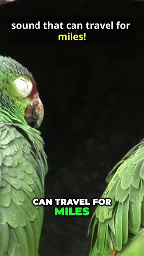 Meet the Kakapo: The World's Rarest Flightless Parrot! #facts #natureshorts #wildlife