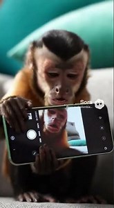 Monkey tries to learn to use a cell phone