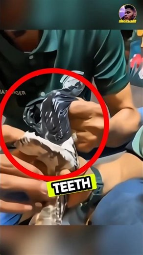 Anacondas Scary HIDDEN Teeth #snakes #anaconda #shorts