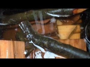 live Ash bowl carving 🪵🪓🤓✌🏼