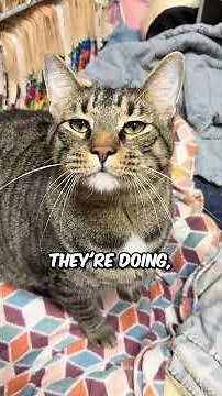 Everything You Didn't Know About Tabby Cats