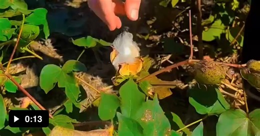 Answer to reparations - Video