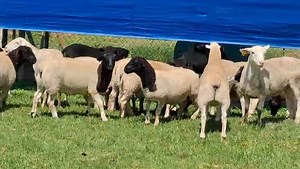 15x dorper ewes breeding stock available R3300 each to pick and choose Location Pretoria rooiwal Viewing is available Delivery can be arranged if necessary For more information please feel free to call or WhatsApp me on 0615047568 | Rooibaard Dorpers and Meatmaster stud