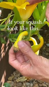 Dare you not to laugh 🤭 Comment PLANNER to get our seasonal planner so you know when to do stuff like this! The Planner is a garden coach, calendar, to do list and habit tracker all in one. It is literally my favorite tool for the garden. And it keeps you on track so you always know what to do when you’ve got a few minutes to get out into the garden. Comment PLANNER and I’ll send you the link to get yours. | Gardenary