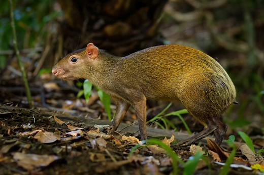 Agouti