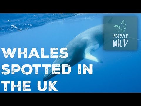 Whales spotted in the UK! | Colossal Giants | Discover Wild