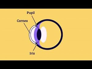 The Visual System - How Your Eyes Work