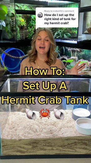Reply to @crabsrlife How To Set ip a Basic Hemrit Crab Tank #animals #hermitcrab #pet #petsoftiktok #fyp #tank #diy