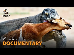 How Komodo Dragons Execute Their Deadly Attacks | Wildlife Documentary