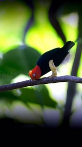 In this video we are talking about the most amazing or unique bird, named Red-capped Manakin. This bird is famous for his dance to impress females. To know about this bird in detail then see the full video and like and follow our page to know about more informative and knowledgeable videos. #fbreels #viralreelsfb #Amazing #world #unique #shorts | Facts Hub